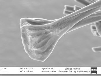 Media type: image; Invertebrate Zoology 131275